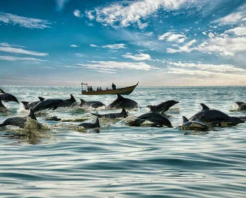 Dolphin Bay Hengam Island